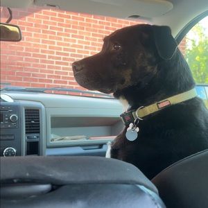 Meet your Posher, Joey